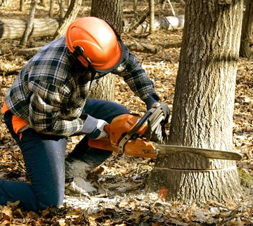Tree Removal in Rover, AR